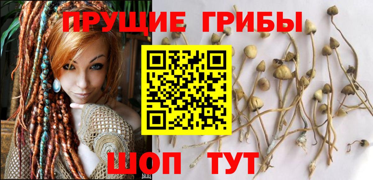 Псилоцибиновые грибы Cubensis Лесной